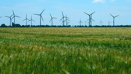 成熟小麦的背景是发电机风车视频的预览图