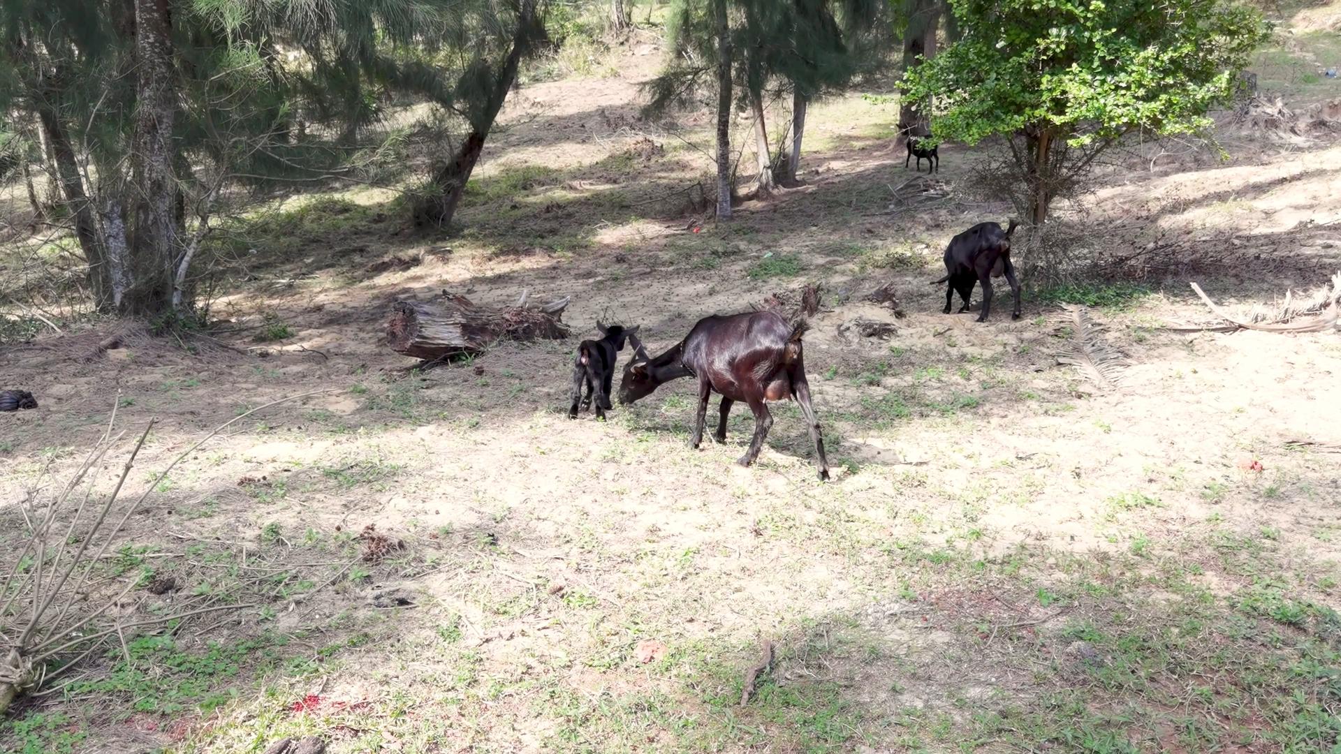 4K野外山坡上母山羊带着小山羊吃草动物视频素材视频的预览图