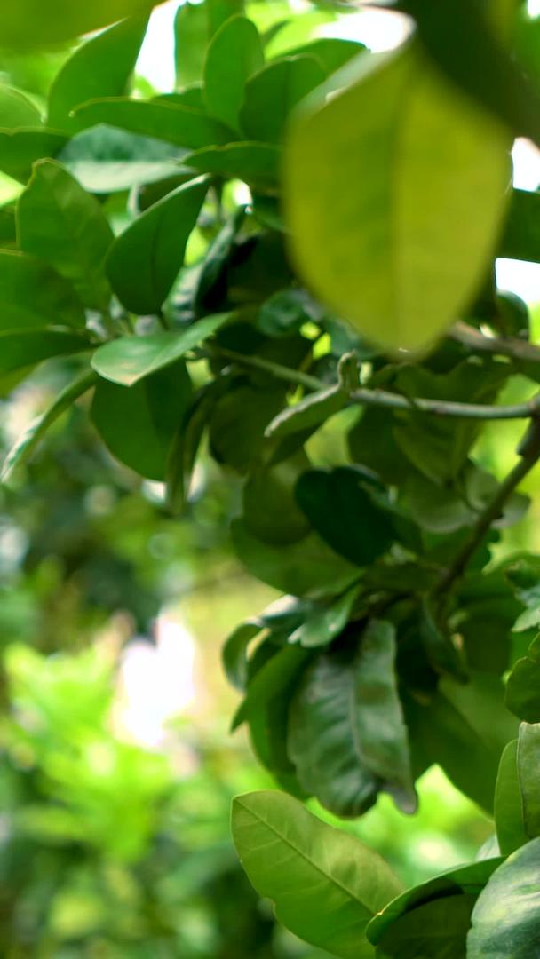 柚子实拍运镜集集生长在树上视频的预览图