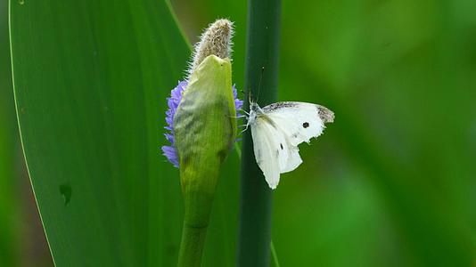 传播花粉的白色蝴蝶视频的预览图