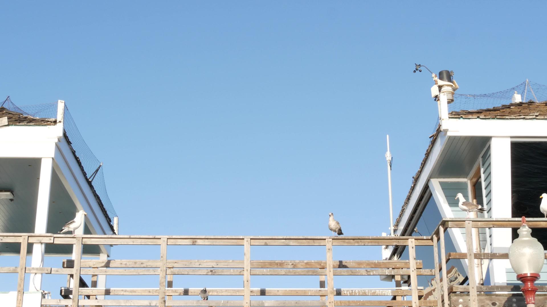 海鸥站在救生塔的码头上视频的预览图