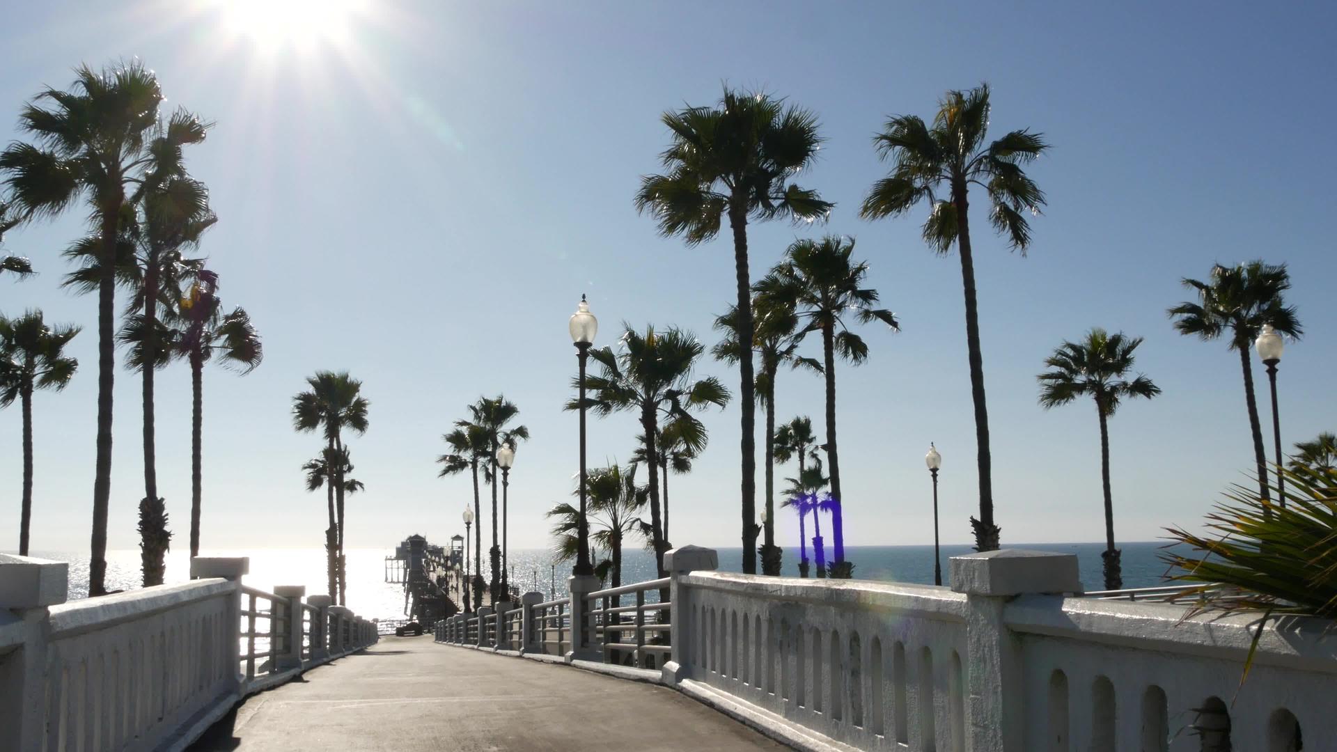 棕榈树和码头的阳光明媚的一天视频的预览图