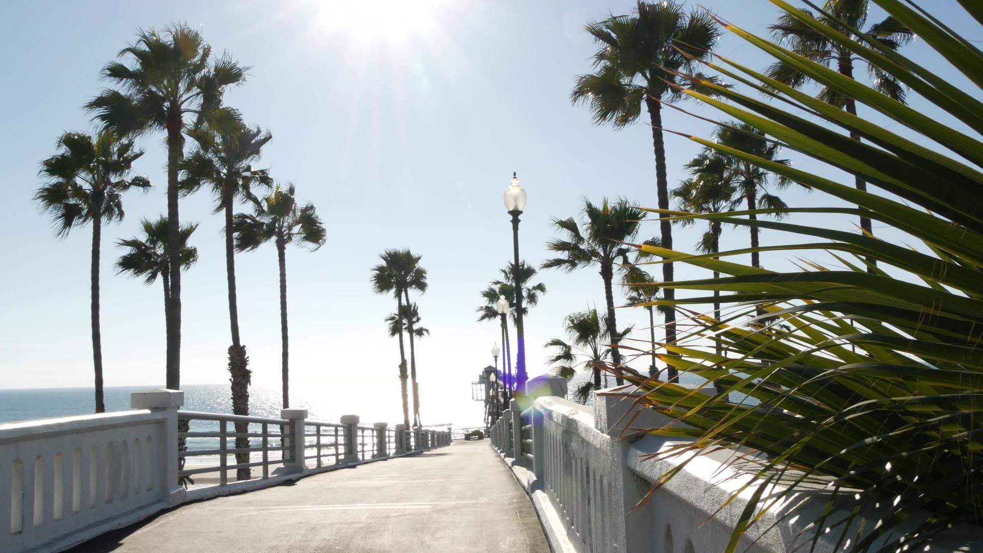 棕榈树和码头的阳光明媚的一天视频的预览图