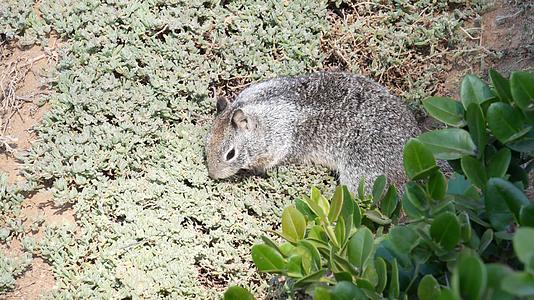 松鼠在加利福尼亚州太平洋沿岸可爱的灰色野生啮齿动物中很常见视频的预览图