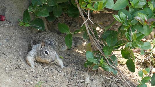 Beechey松鼠在加利福尼亚州和太平洋沿岸很常见可爱的灰色野生啮齿动物有趣的行为有趣的自然栖息地视频的预览图