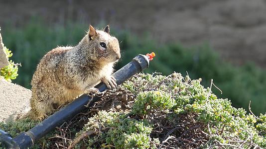松鼠在加利福尼亚州和太平洋沿岸很常见视频的预览图