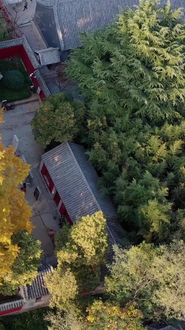 秋天的银杏和寺庙古建筑航拍视频视频的预览图