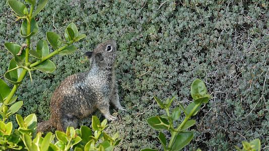 松鼠在美国加利福尼亚州可爱的灰色野生啮齿动物中很常见视频的预览图