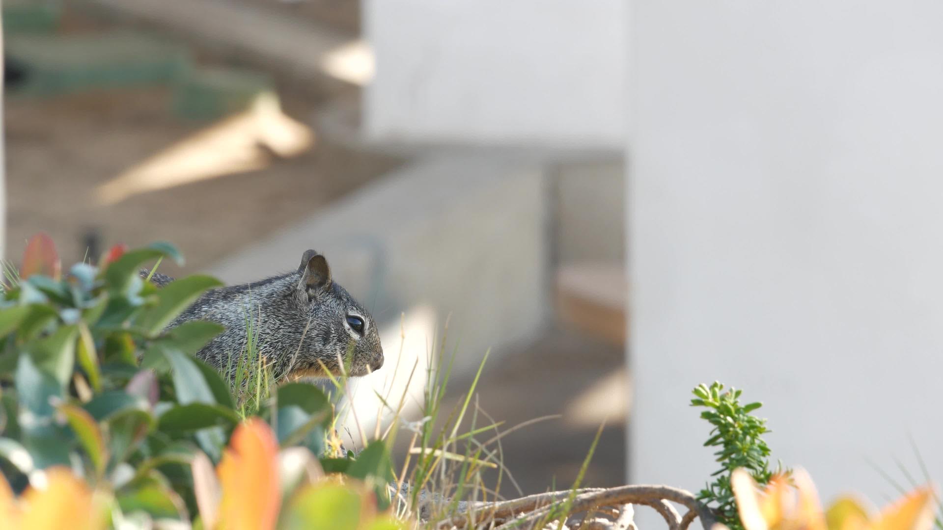 松鼠在美国加州太平洋沿岸很常见视频的预览图
