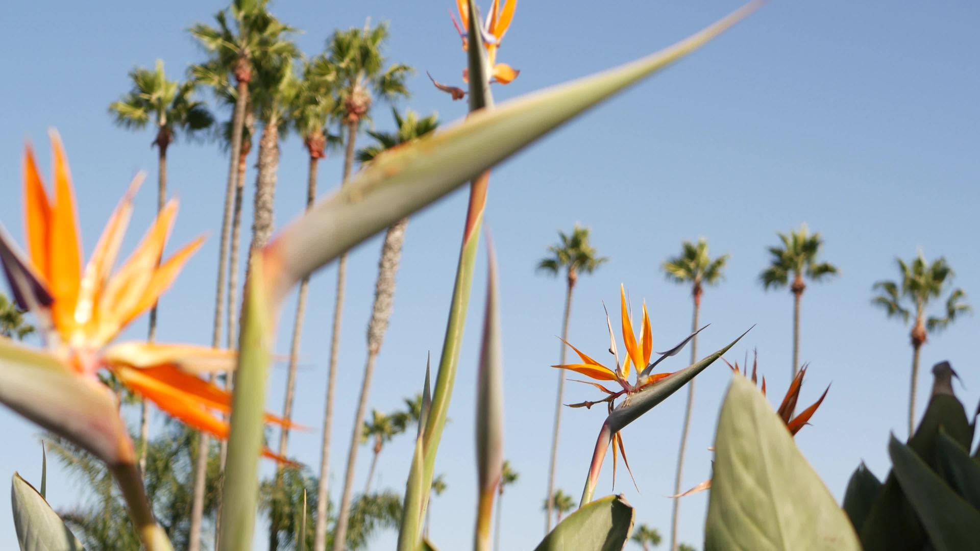 加利福尼亚州洛杉矶的棕榈树视频的预览图