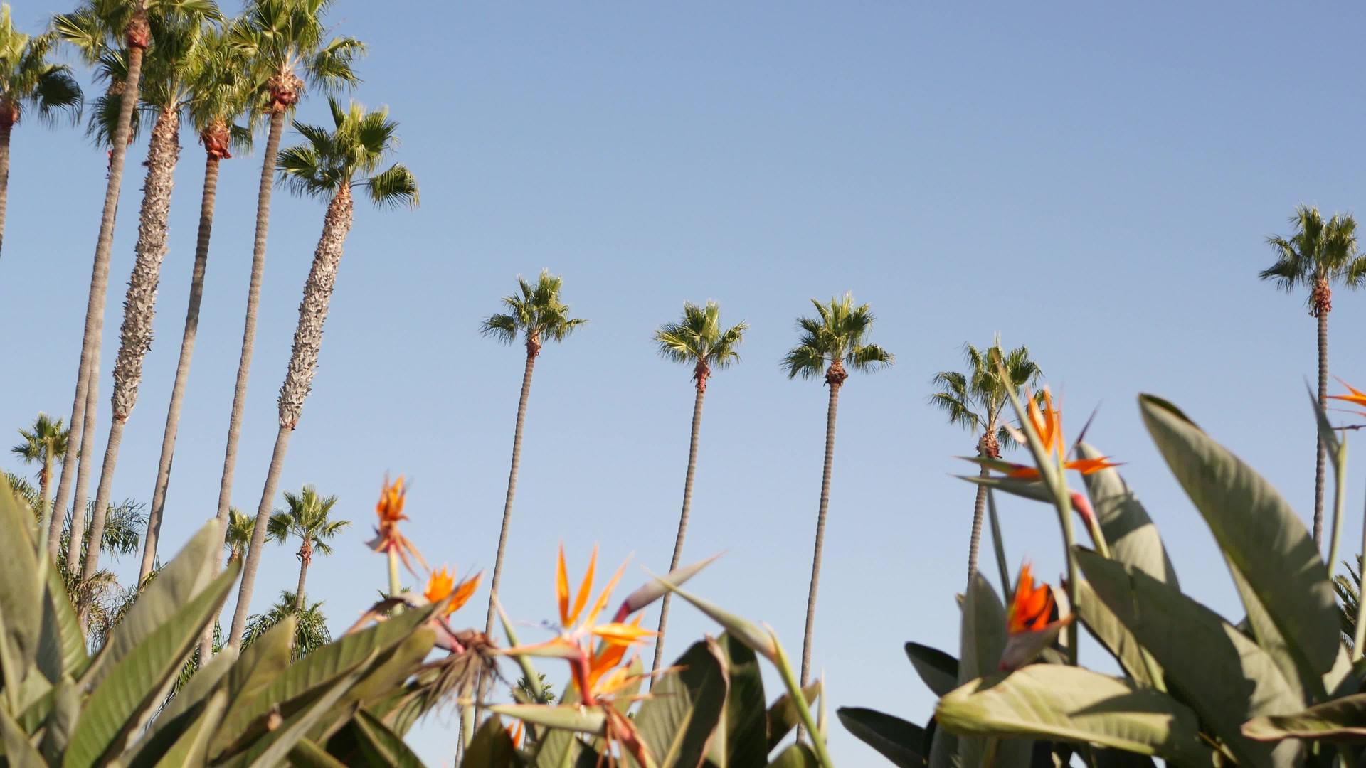 加利福尼亚州洛杉矶的棕榈树视频的预览图
