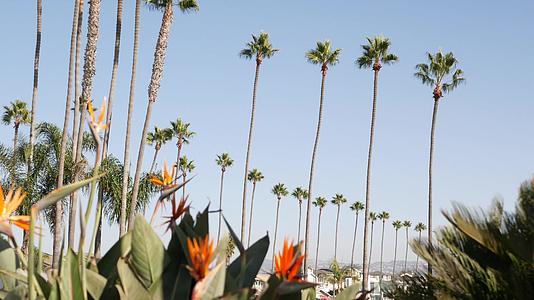 加利福尼亚州洛杉矶的棕榈树圣莫尼卡和威尼斯海滩在太平洋上的夏季美学鹤望兰天堂鸟花好莱坞比佛利山庄的气氛视频的预览图