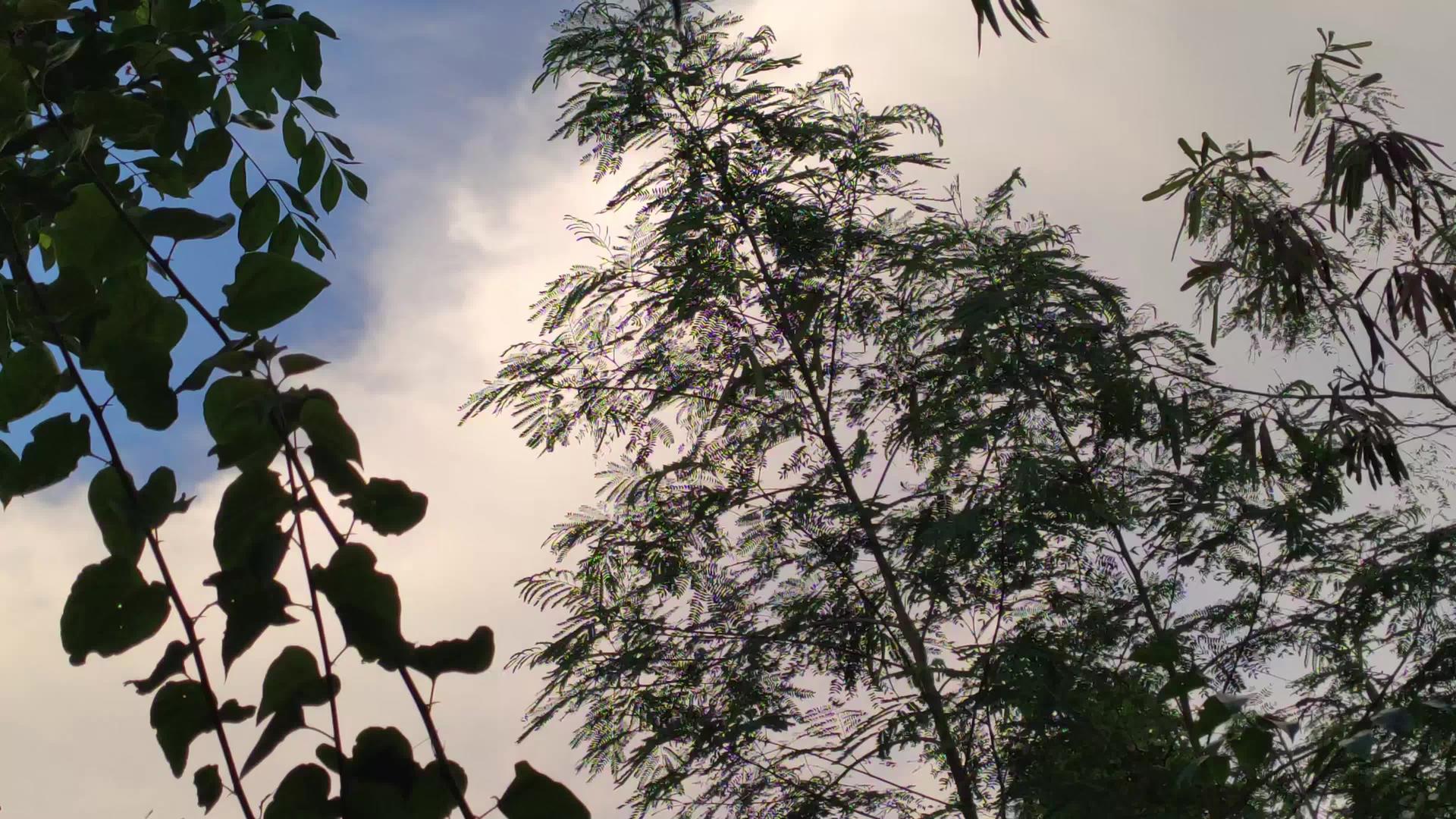 卡西贝贝植被视频的预览图