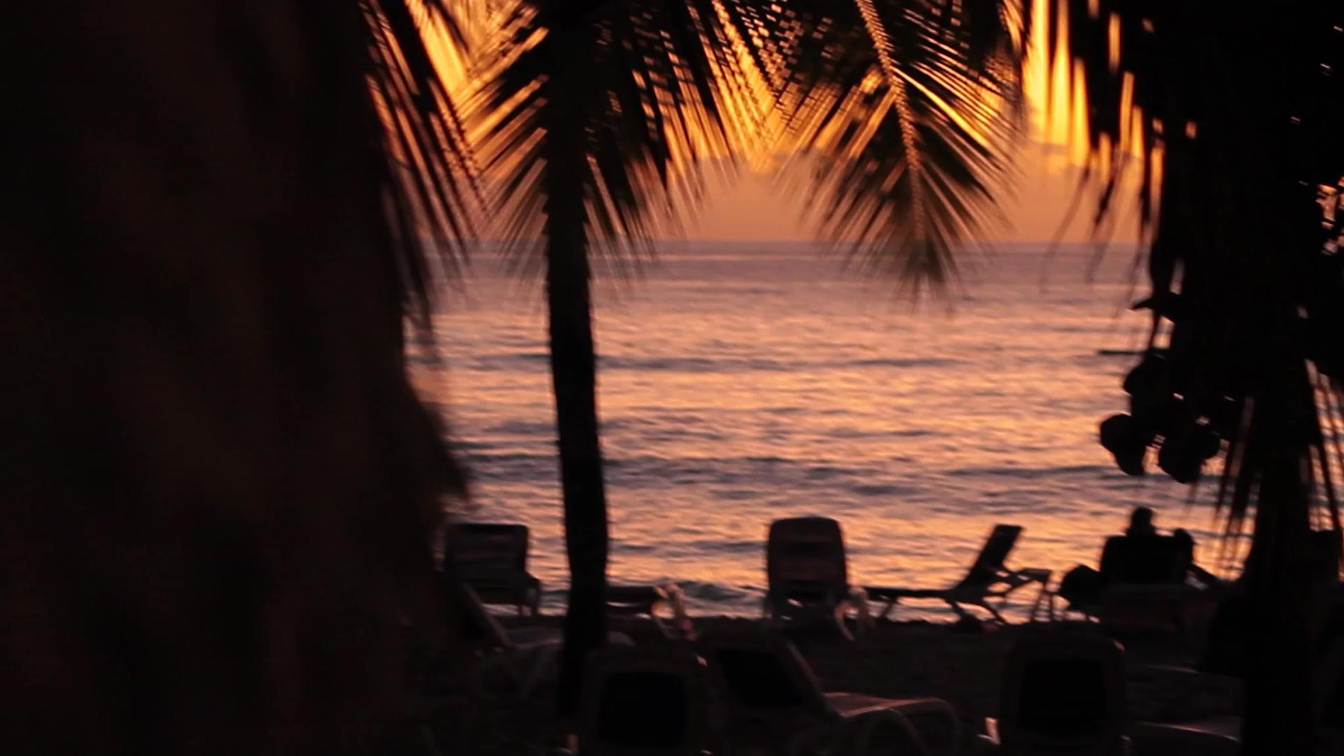 日落加勒比海边的浅棕榈树视频的预览图