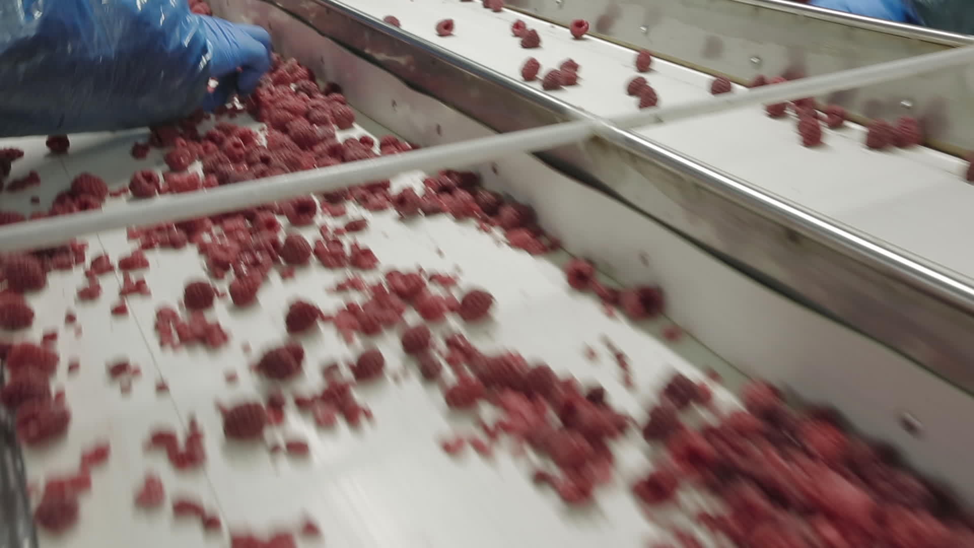 工业加工冷冻浆果视频的预览图