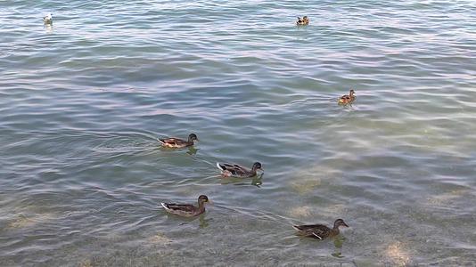 果园湖上的鸭子视频的预览图
