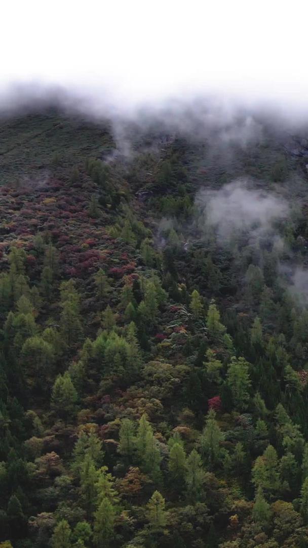 航拍四姑娘山外婆阿峰雪山及秋色景观素材视频的预览图