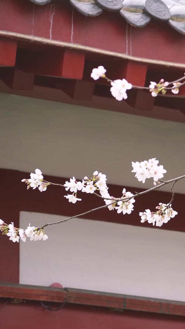 春季城市花季白色樱花古建筑材料视频的预览图