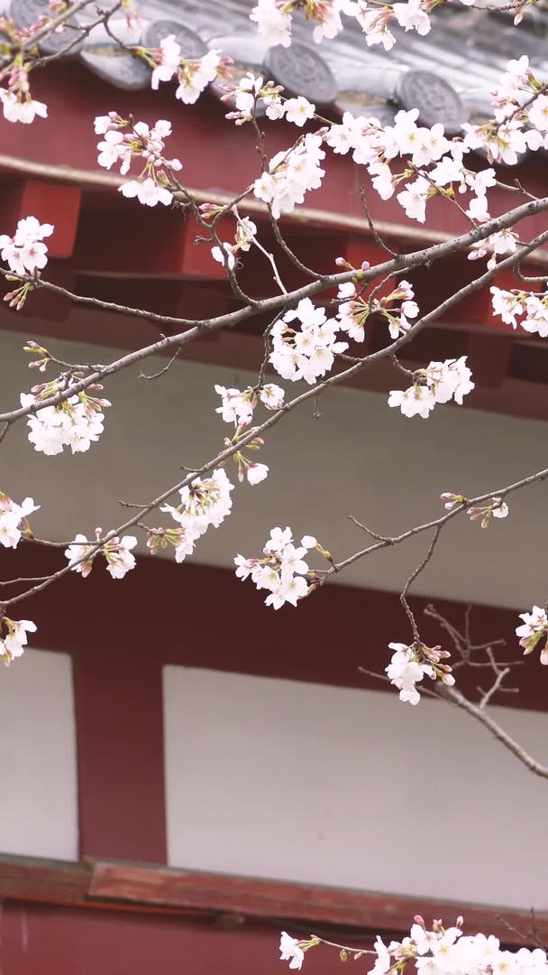 春季城市花季白色樱花古建筑材料视频的预览图