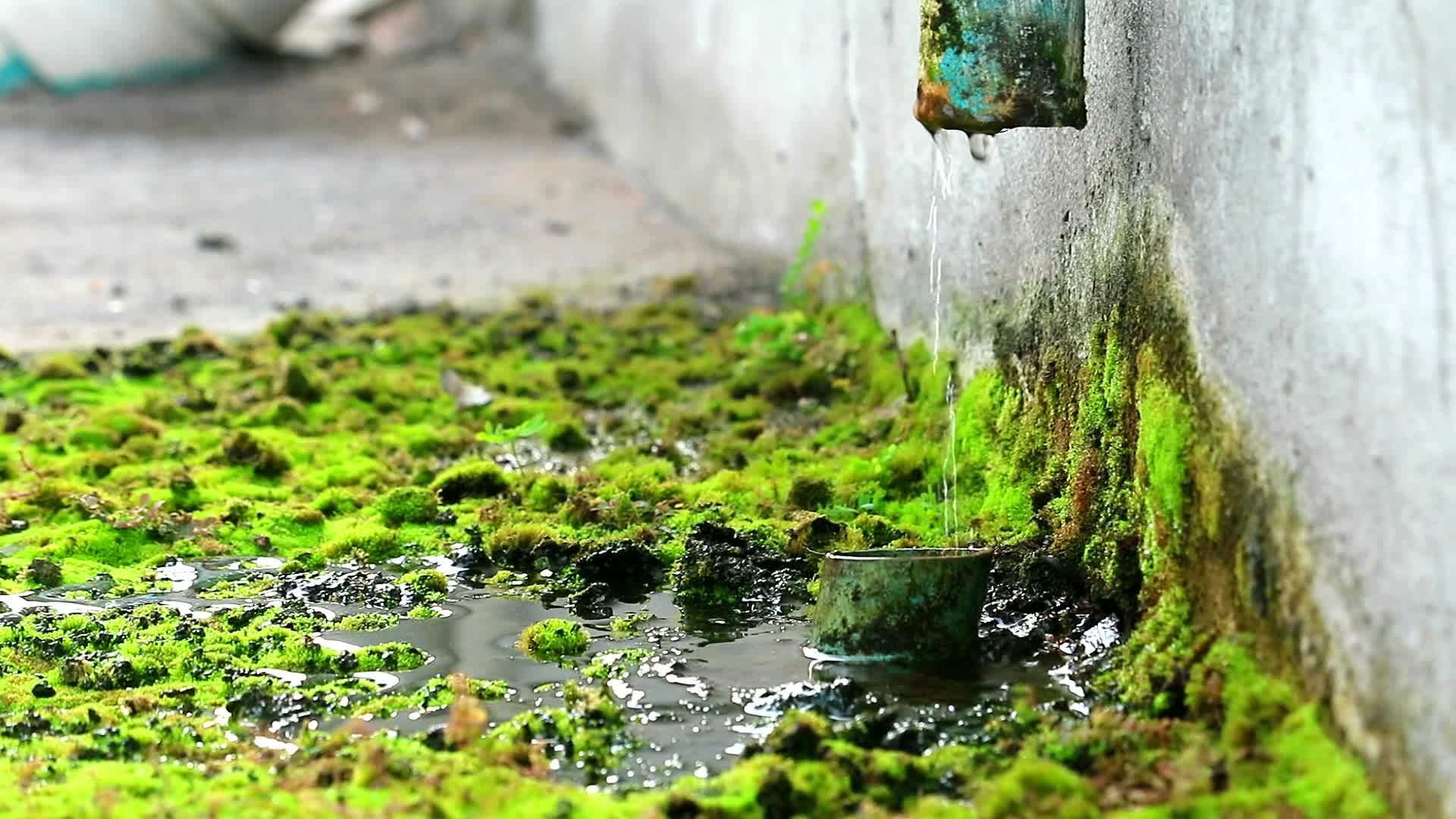 受损管道产生的废水导致苔胱生长在混凝土上视频的预览图