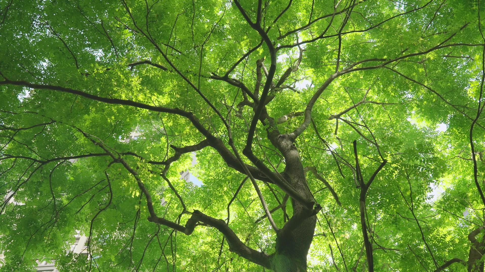 初夏4k树叶绿植意境空镜头视频的预览图
