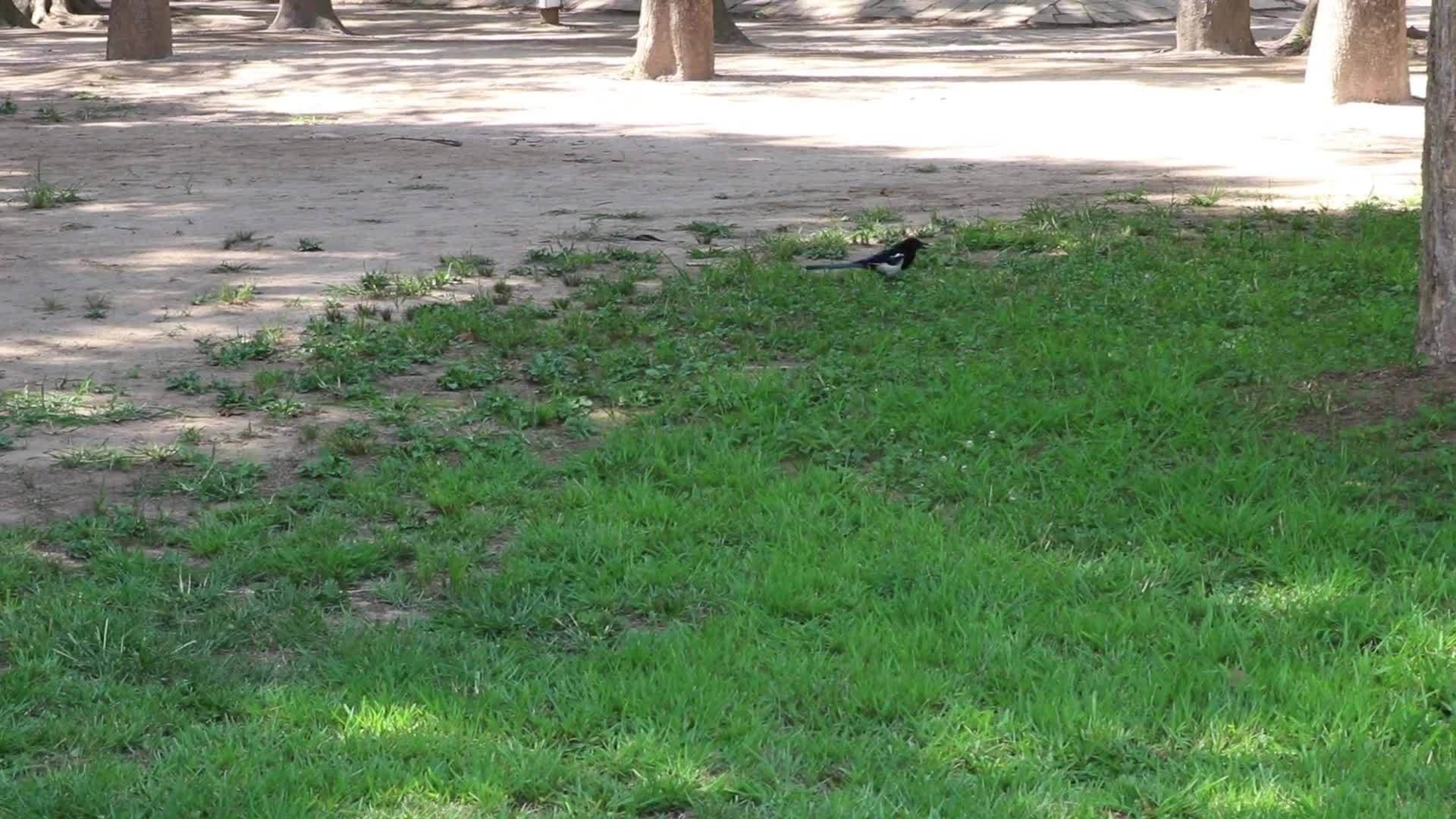 美丽的黑乌鸦在公园里寻找食物视频的预览图