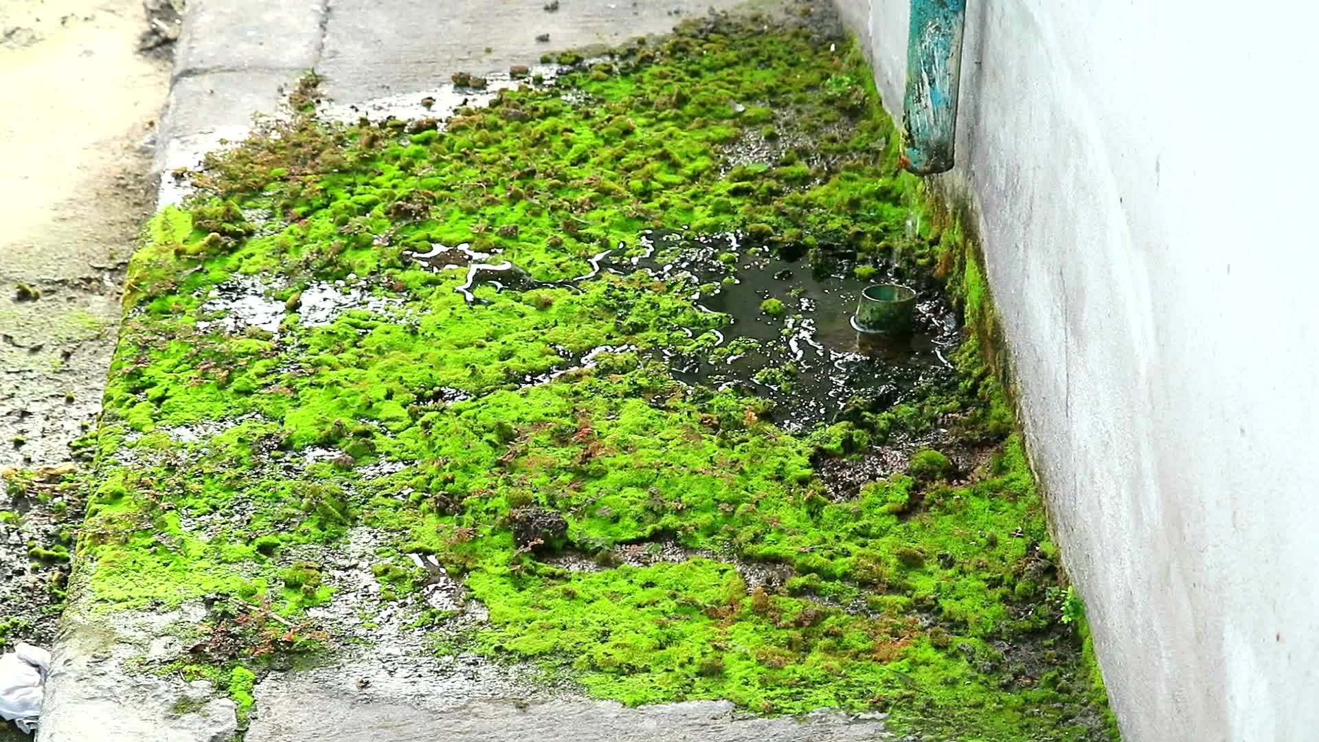 受损管道产生的废水导致苔胱在混凝土上生长并设想在危机中生存视频的预览图