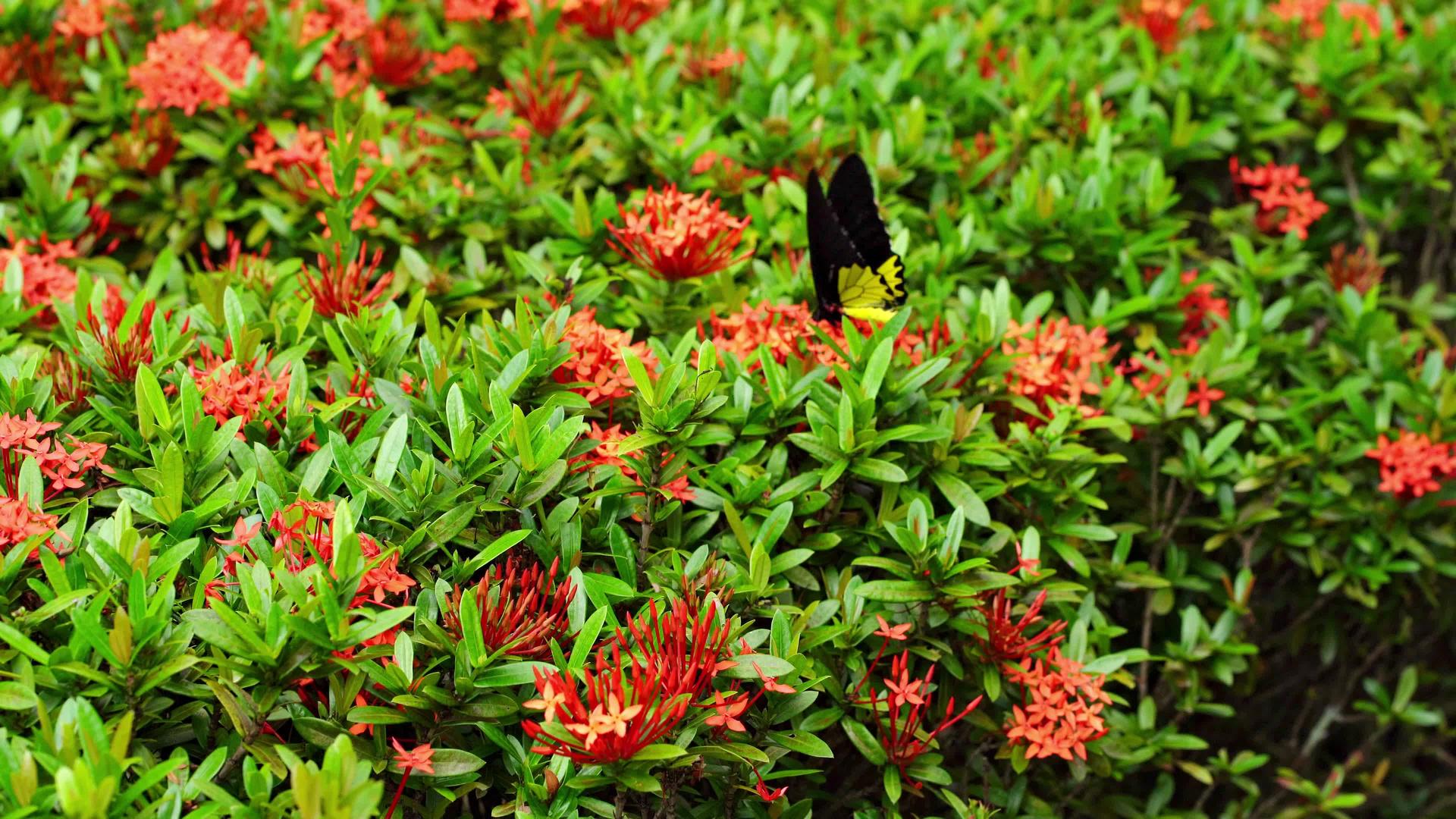 热带蝴蝶热莱娜在花园里授粉花视频的预览图