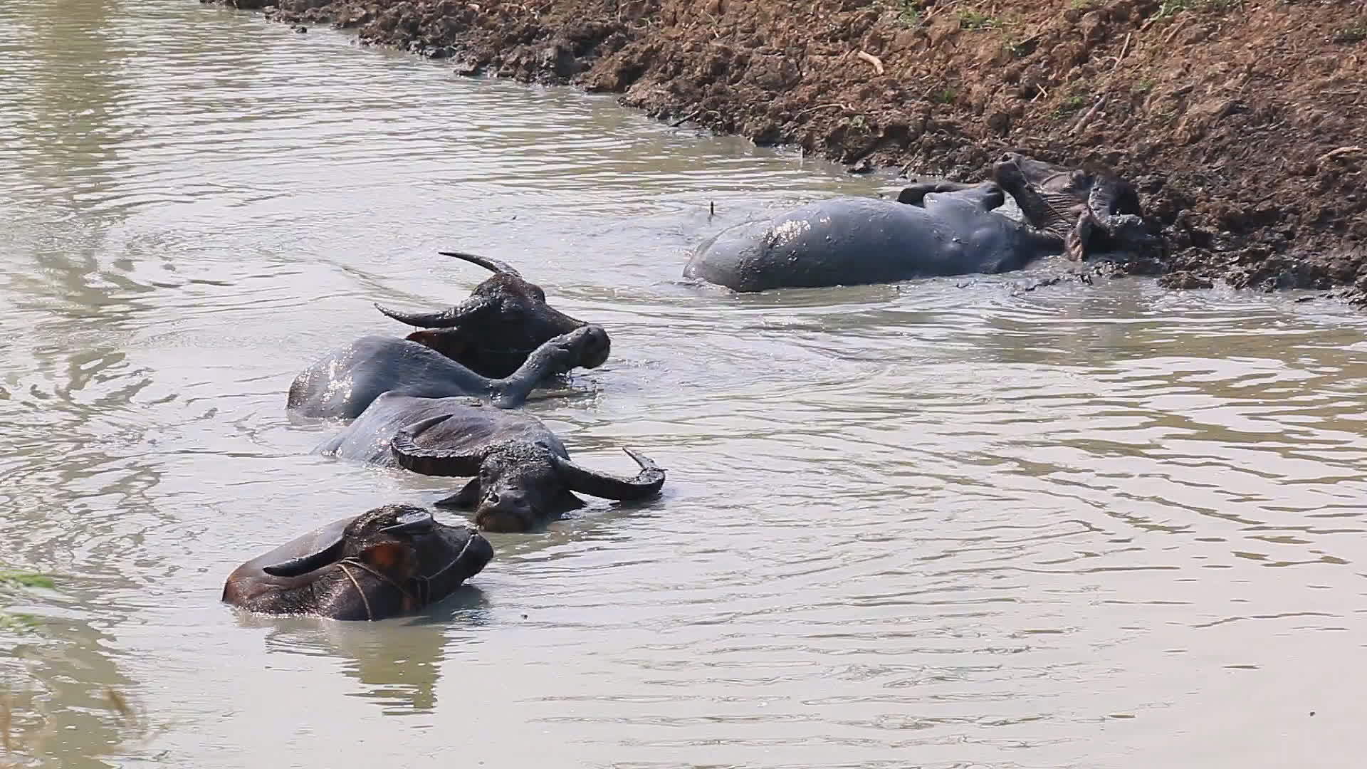 水牛群乡村池塘视频的预览图