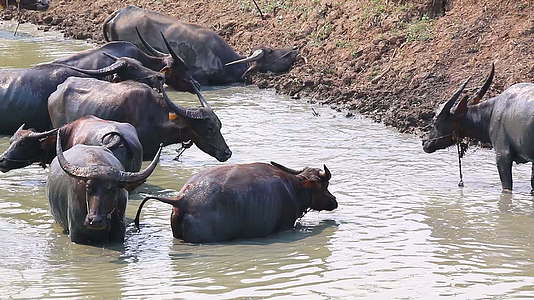 乡村池塘水牛群视频的预览图