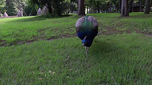 美丽多彩的孔雀在公园里吃绿草上的食物视频的预览图