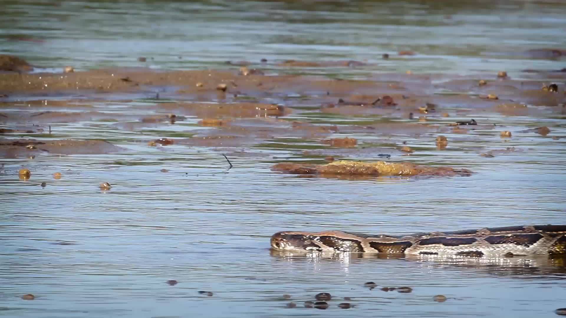 帕勒巴迪亚国家公园视频的预览图