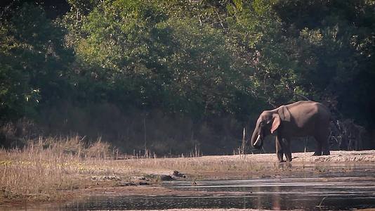 大象在巴迪亚国家公园视频的预览图