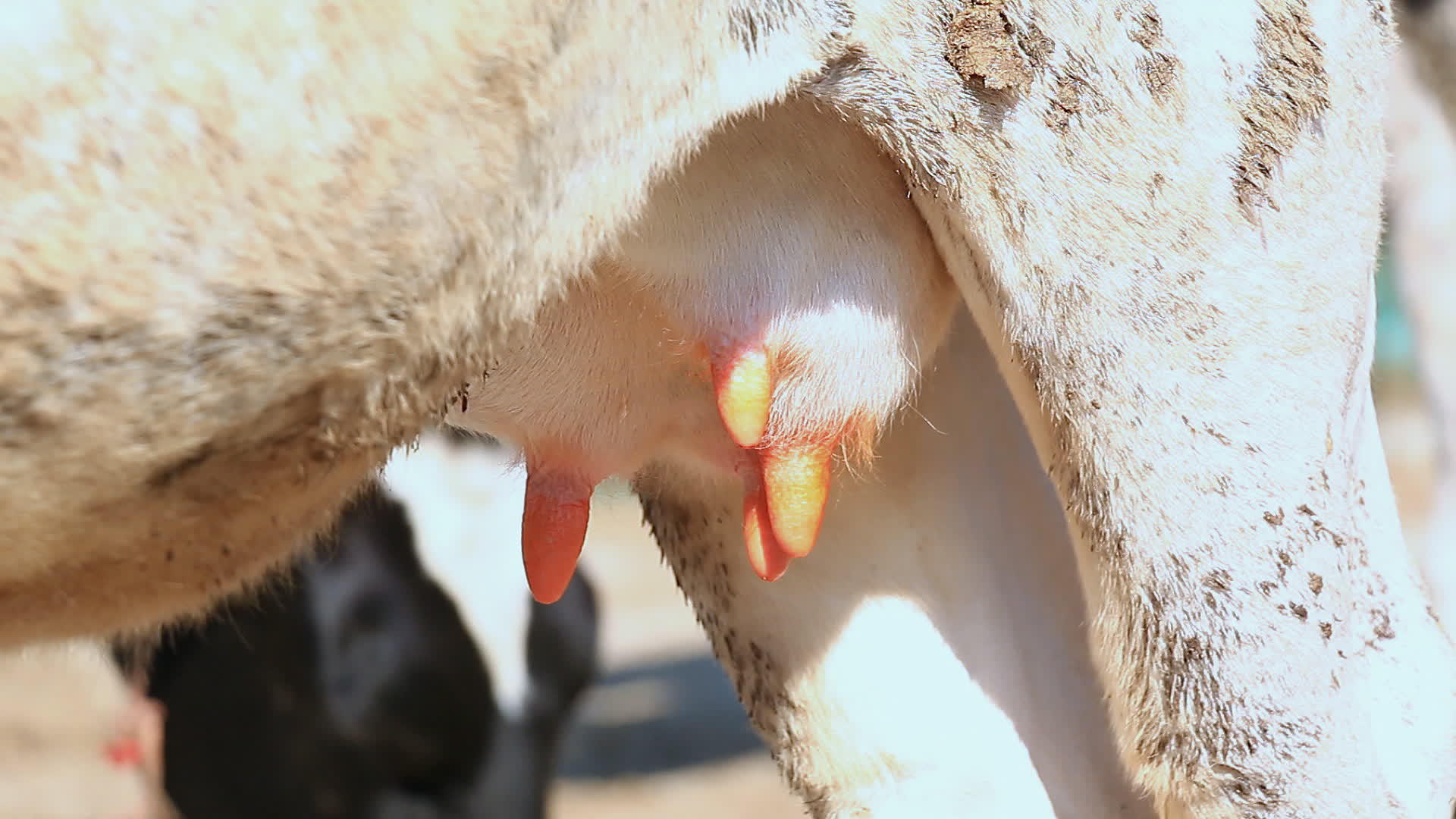 农场奶牛视频的预览图