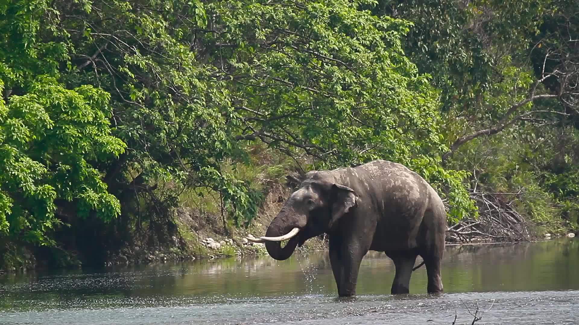 阿萨大象在巴迪亚国家公园视频的预览图