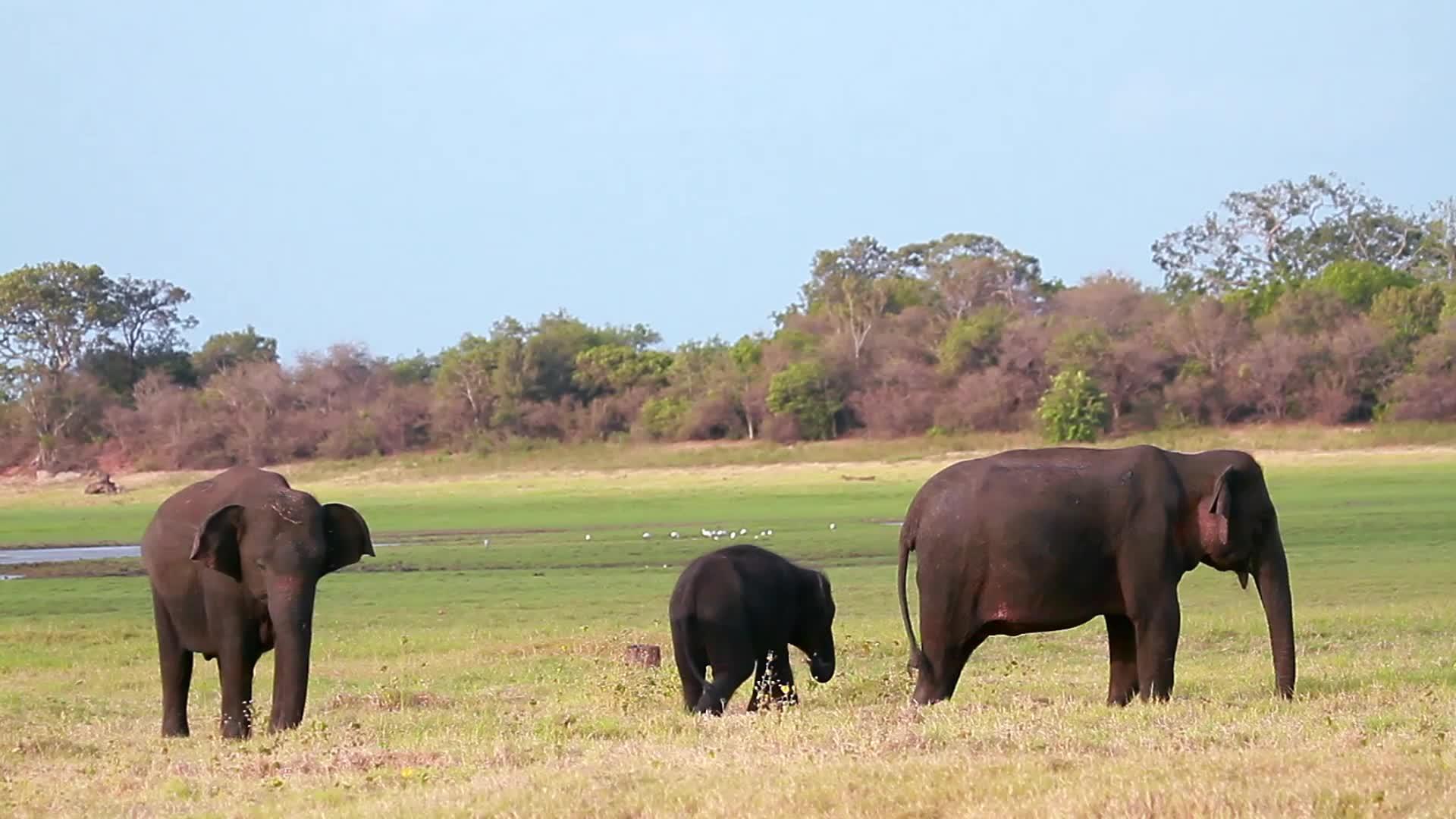 Minnerya国家公园里的大象srilanka视频的预览图