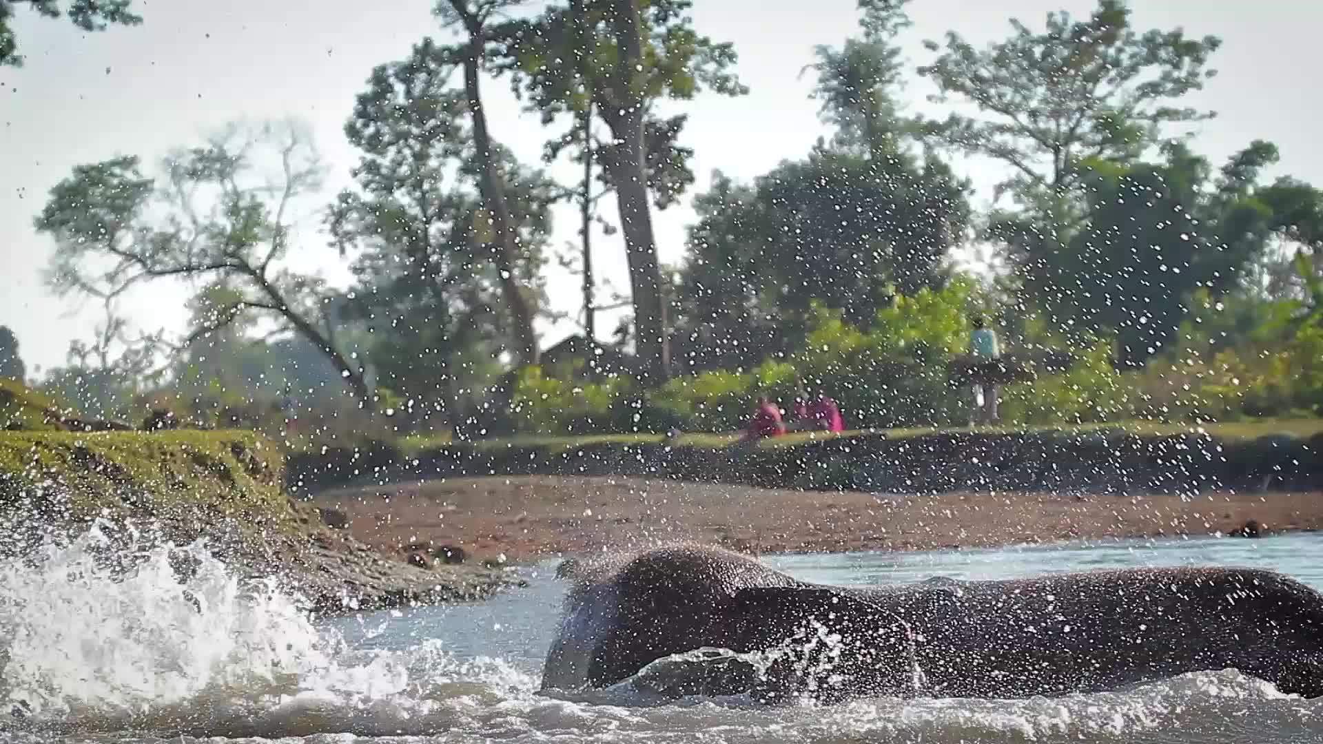 阿西亚家庭大象在巴迪亚国家公园视频的预览图