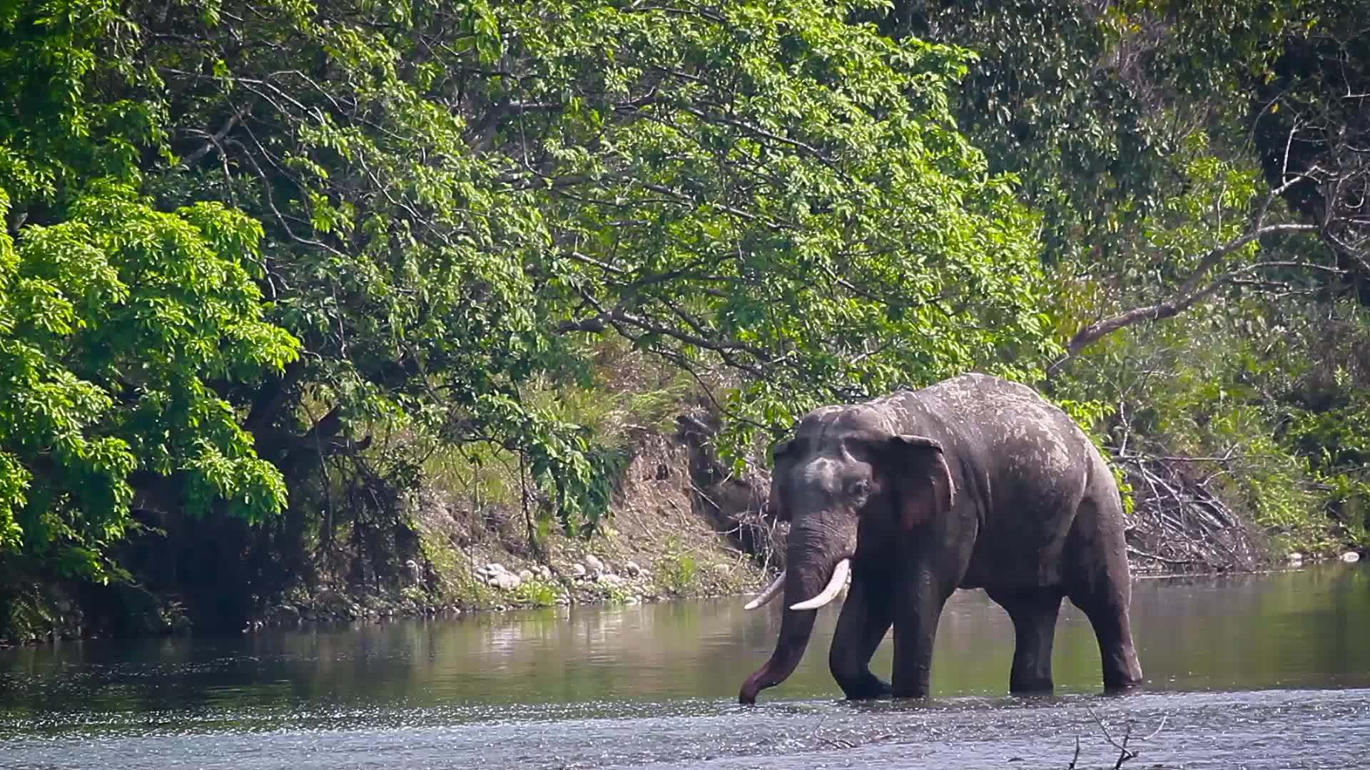 阿萨大象在巴迪亚国家公园视频的预览图