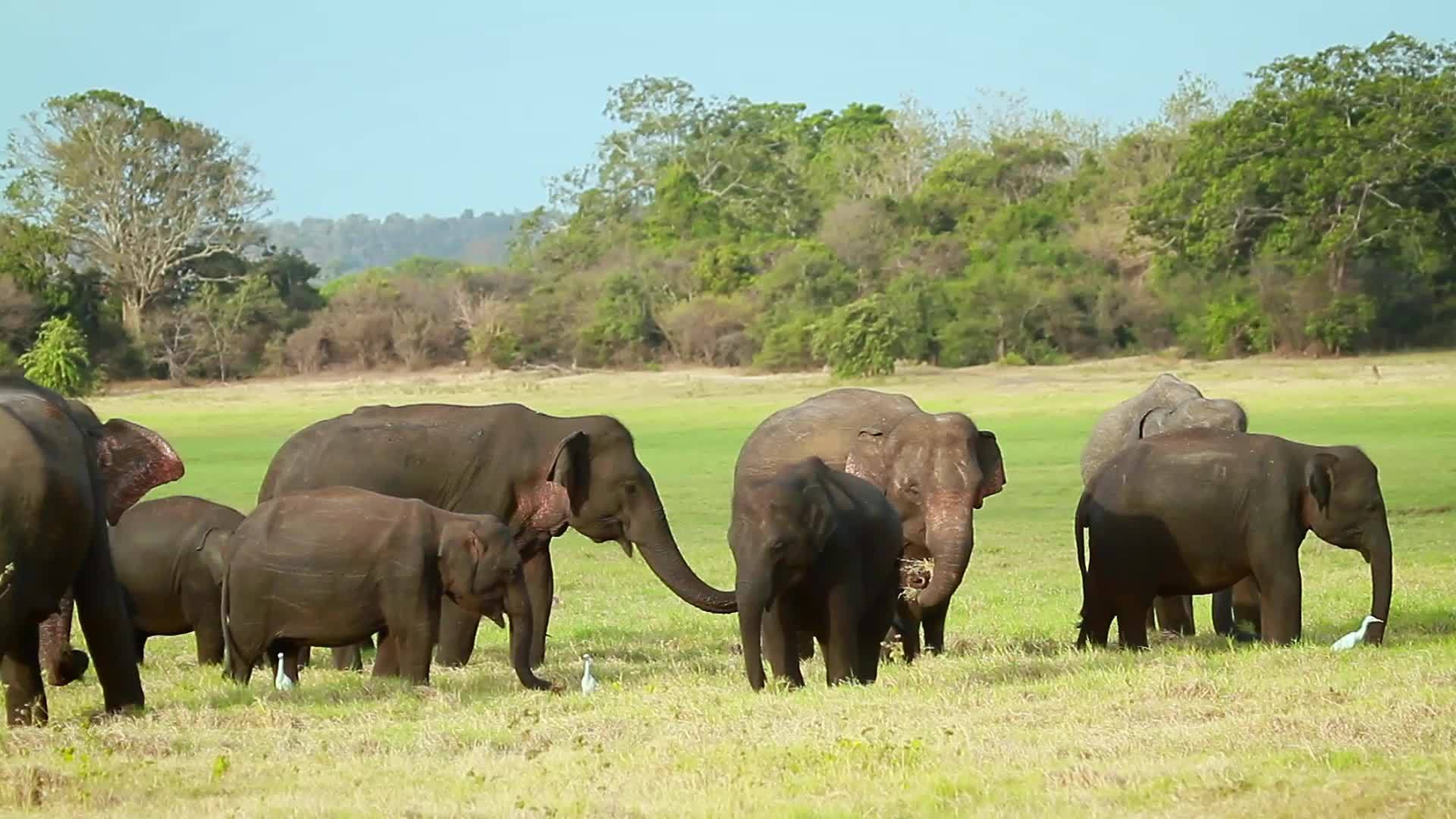 国家公园里的大象视频的预览图