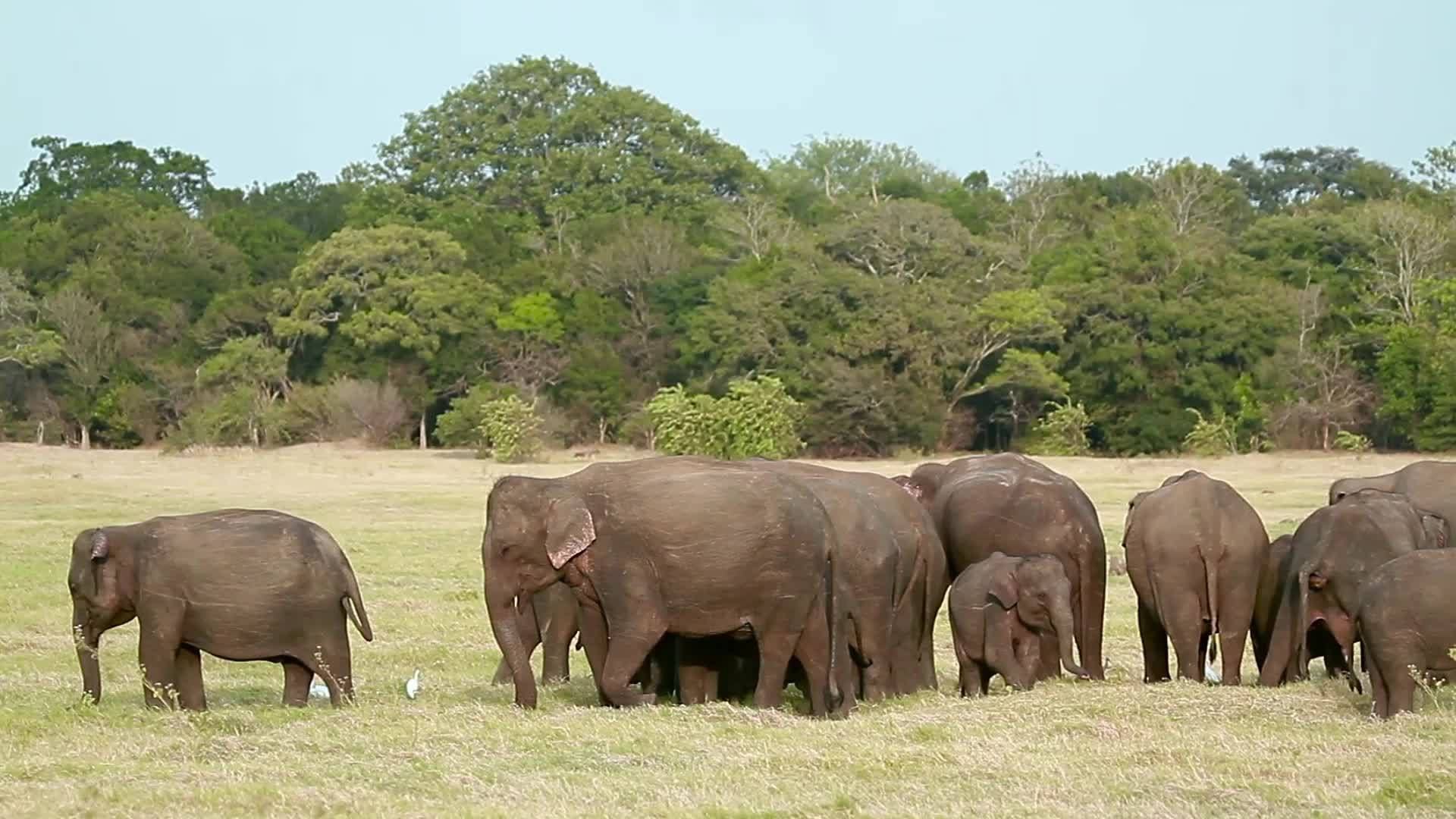 国家公园里的大象视频的预览图
