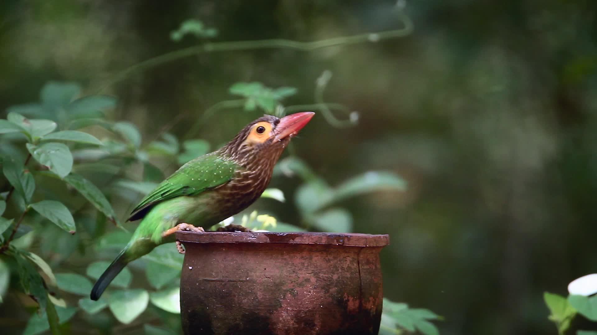 国家公园的棕色发鸟视频的预览图