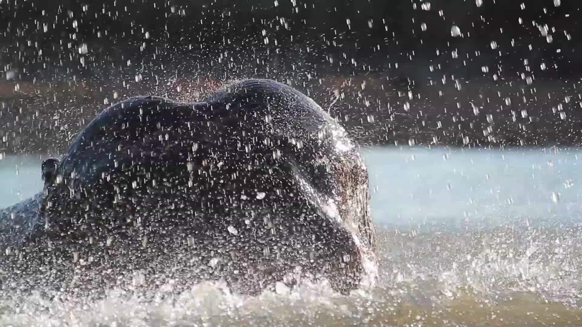 阿西亚家庭大象在巴迪亚国家公园视频的预览图