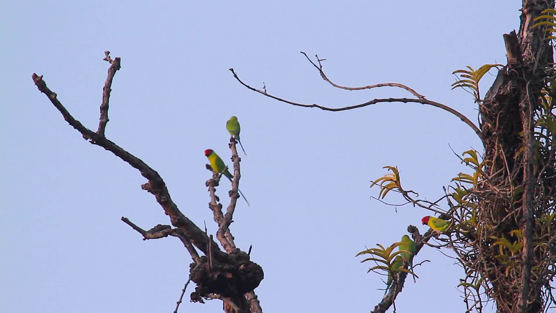 巴迪亚国家公园长颈长尾鹦鹉视频的预览图
