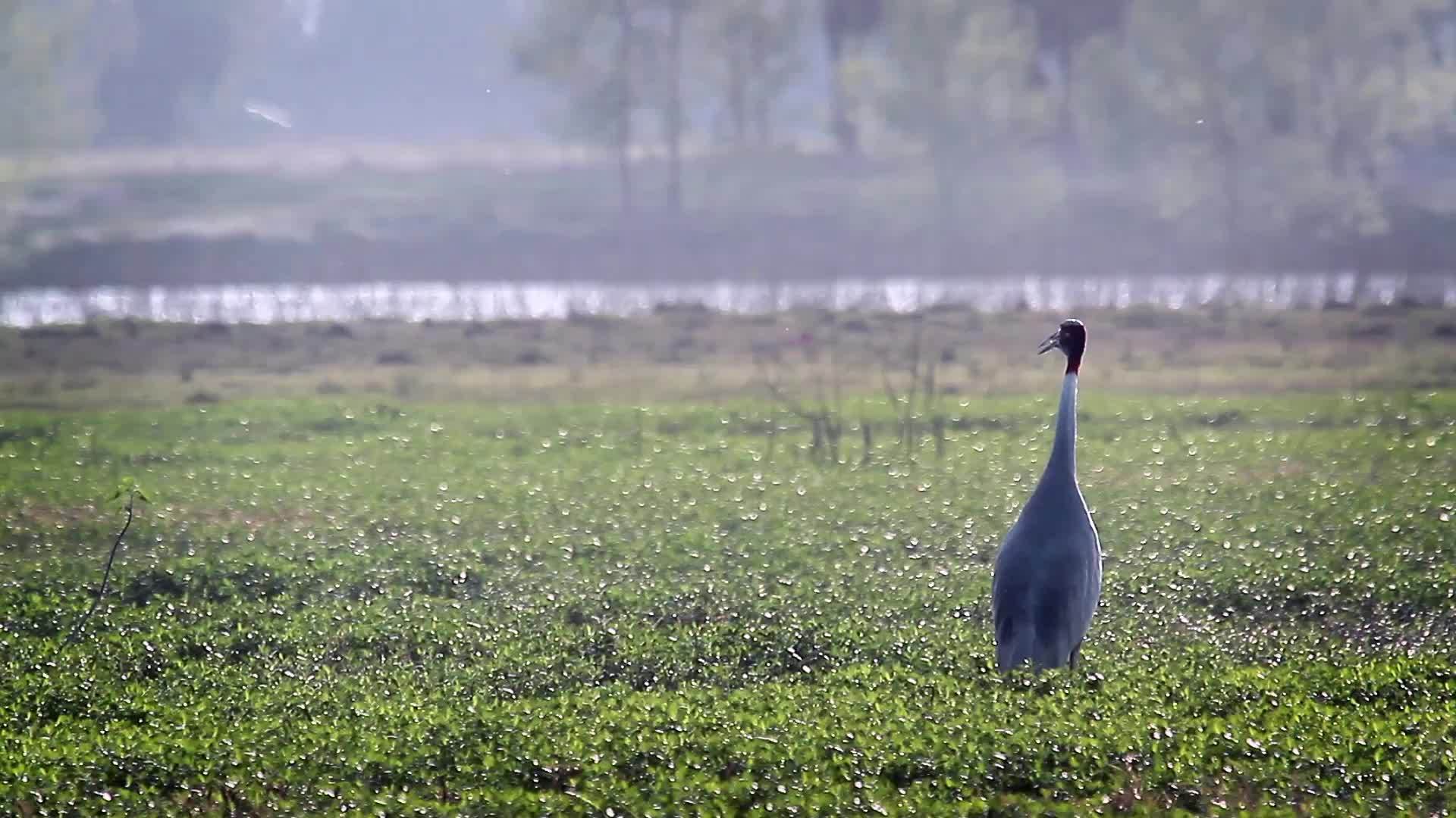 在巴迪亚国家公园的鸟类视频的预览图