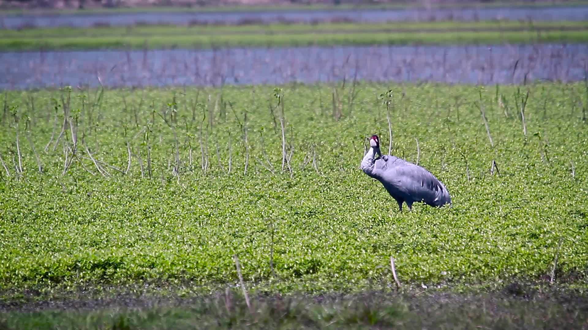 起重机在巴迪亚国家公园视频的预览图