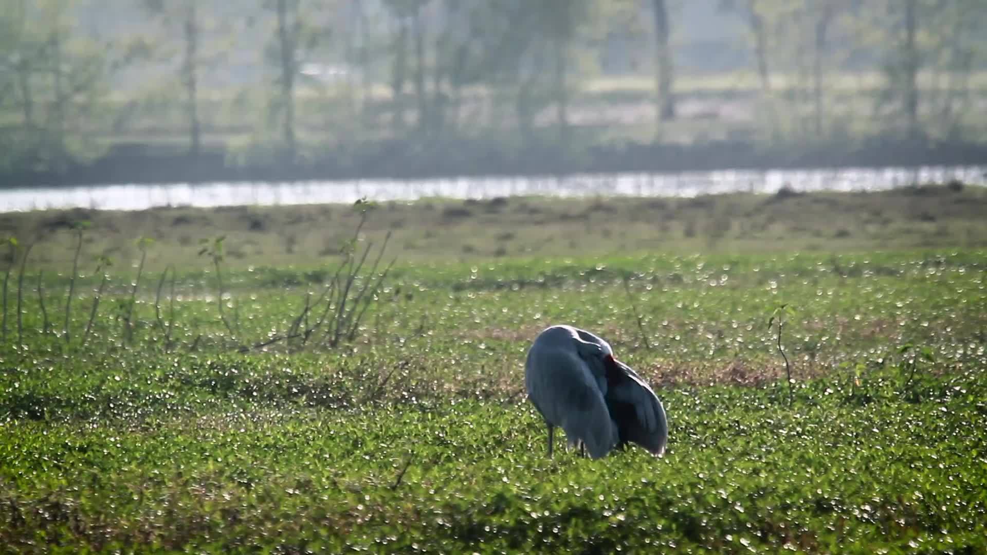 起重机在巴迪亚国家公园视频的预览图