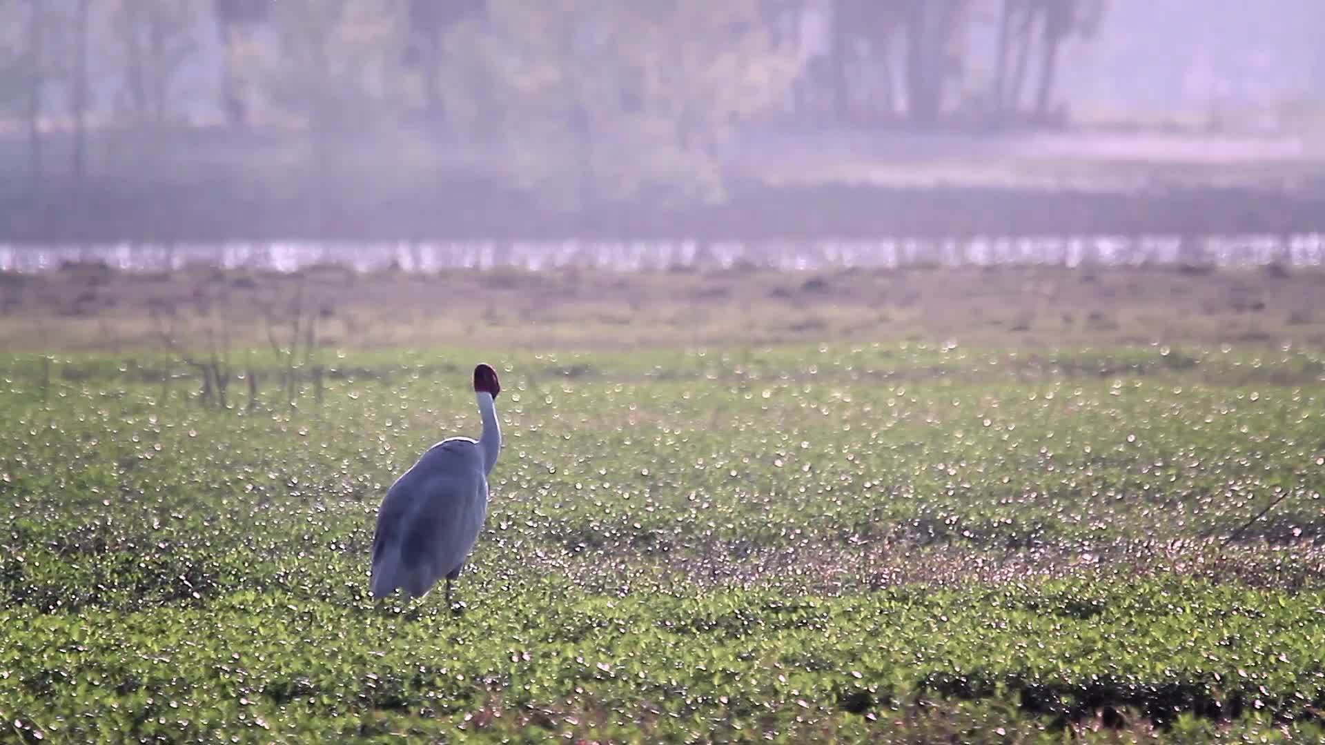 巴迪亚国家公园(Nepal)的sarus起重机视频的预览图