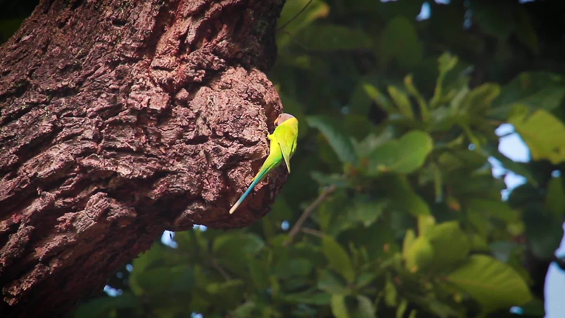 巴迪亚国家公园长颈长尾鹦鹉视频的预览图