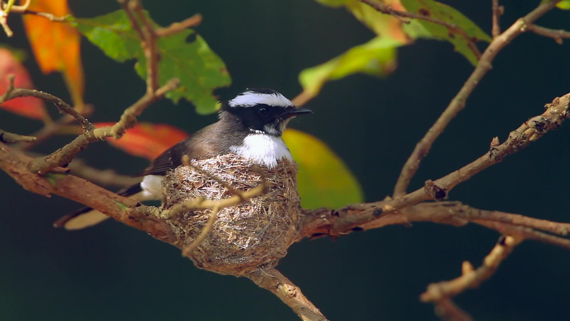 明内里亚国家公园的白青扇尾尾苍蝇猎人视频的预览图