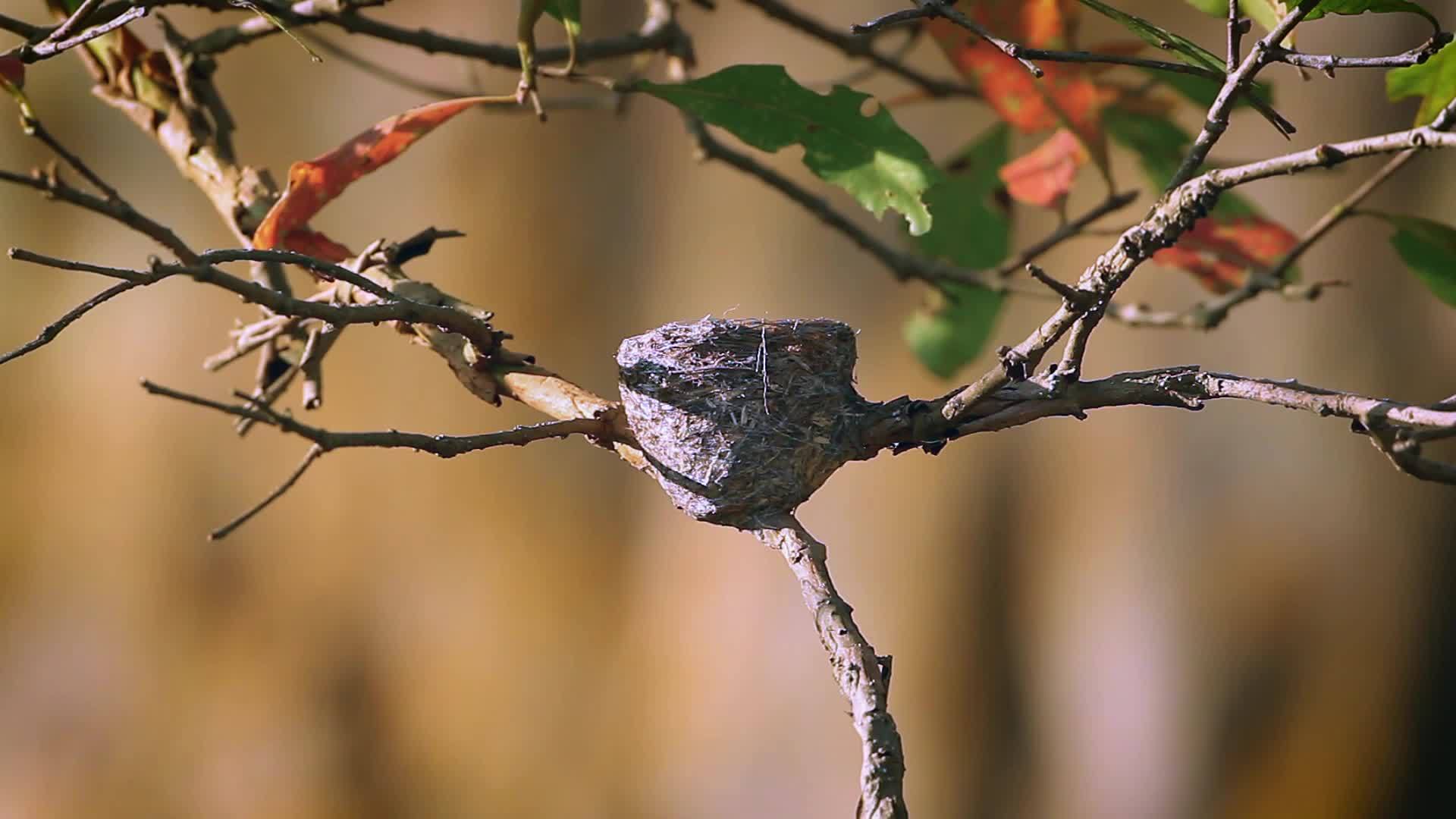 明内里亚国家公园(srilanka)白青扇尾尾苍蝇猎人视频的预览图